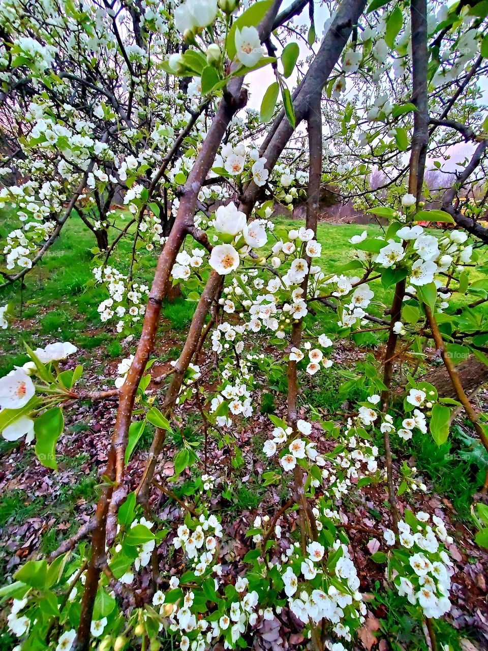 Spring flowers blooming