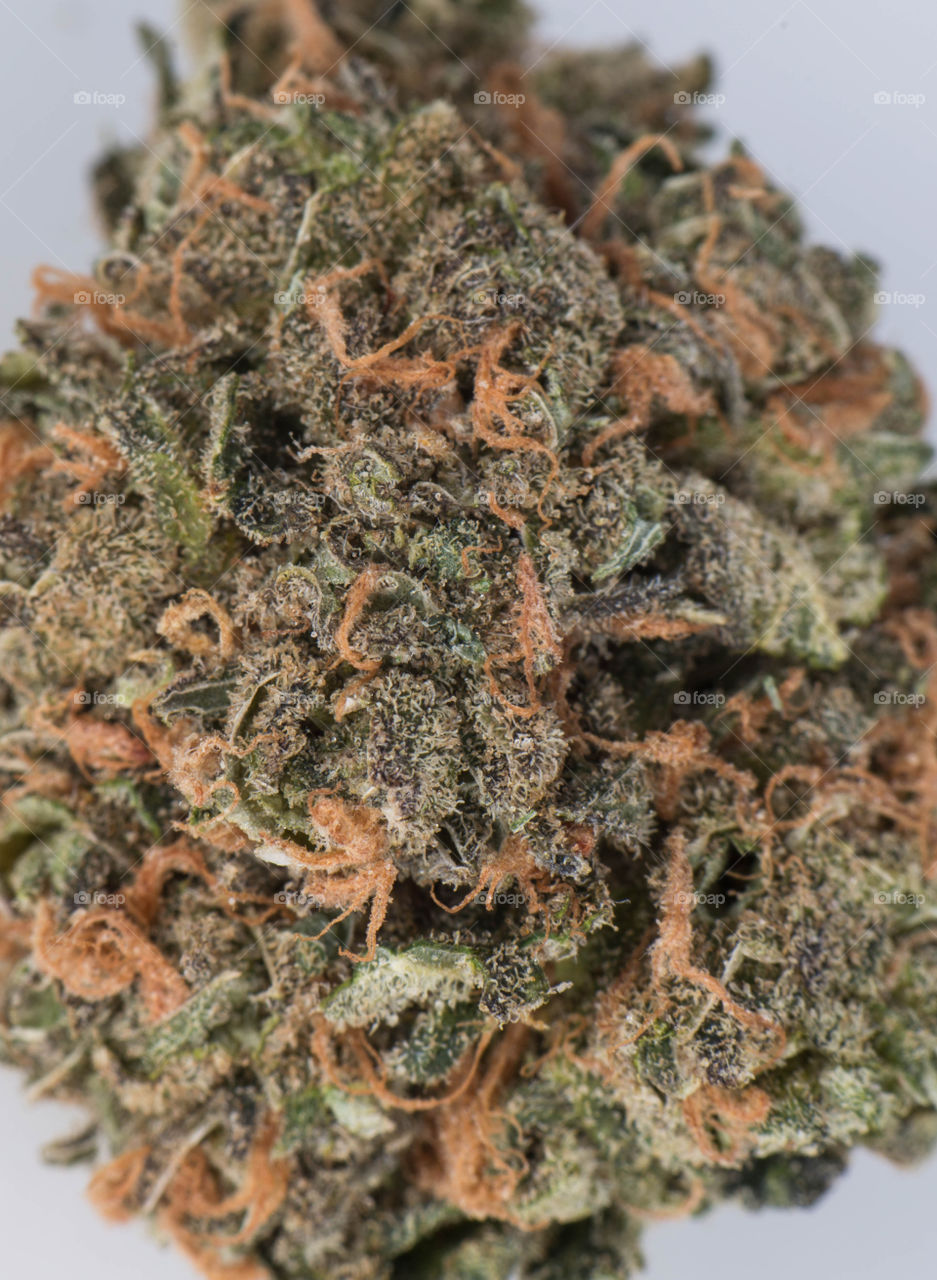 Medicinal Marijuana Moby Dick Sativa. Originating in Amsterdam and currently bred by Dinafem Seeds. Moby Dick's high THC content makes it one of the strongest sativas.