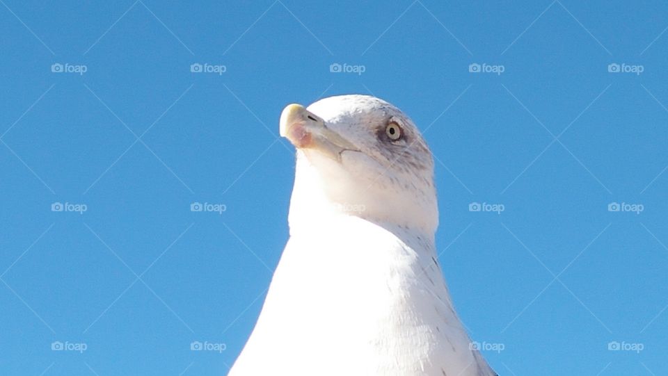 portrait of beautiful seagull.