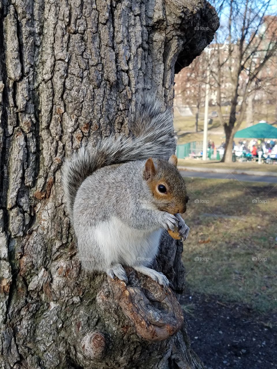park squirrel