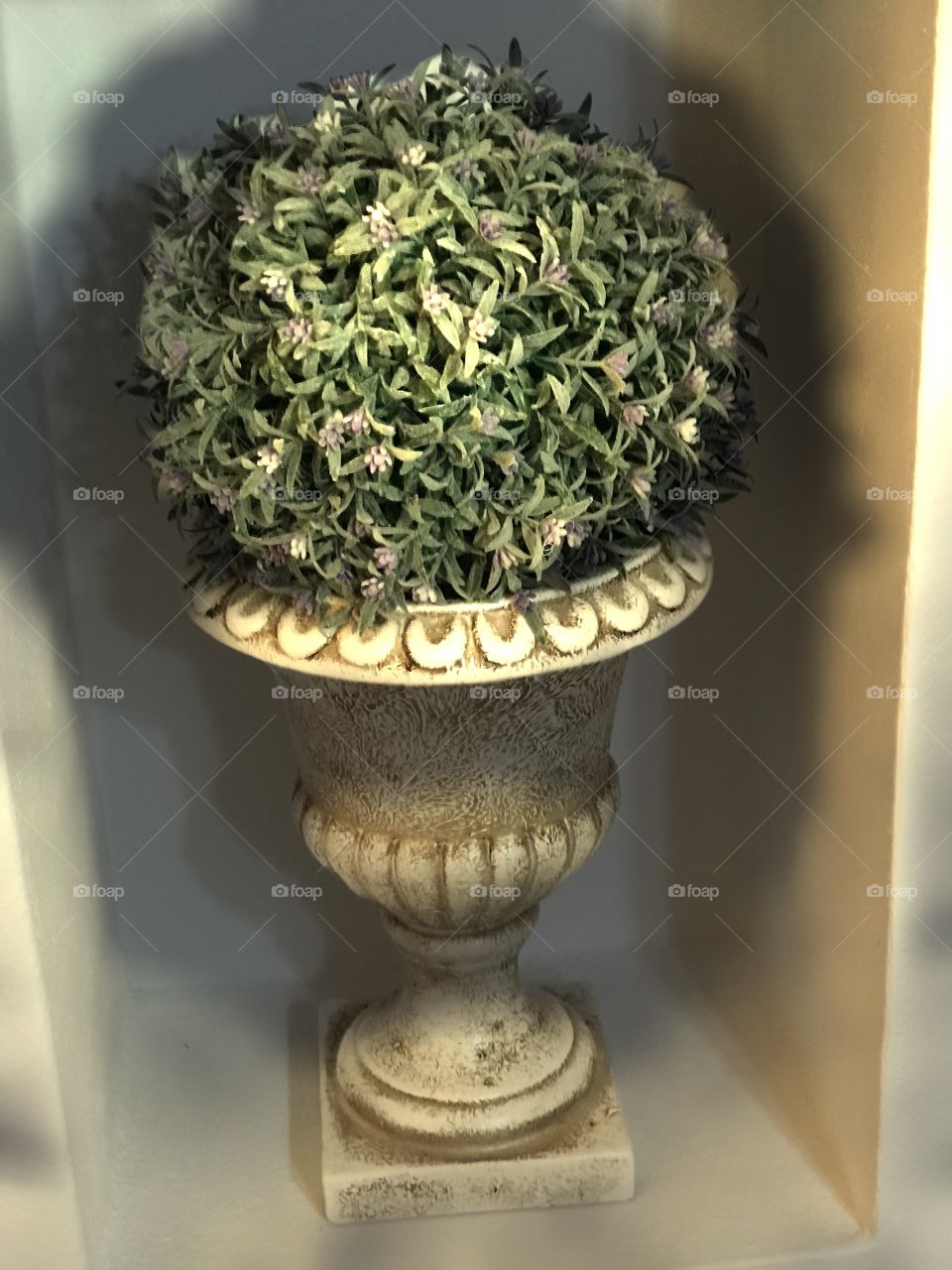 Plant in a pot in a house in Italy