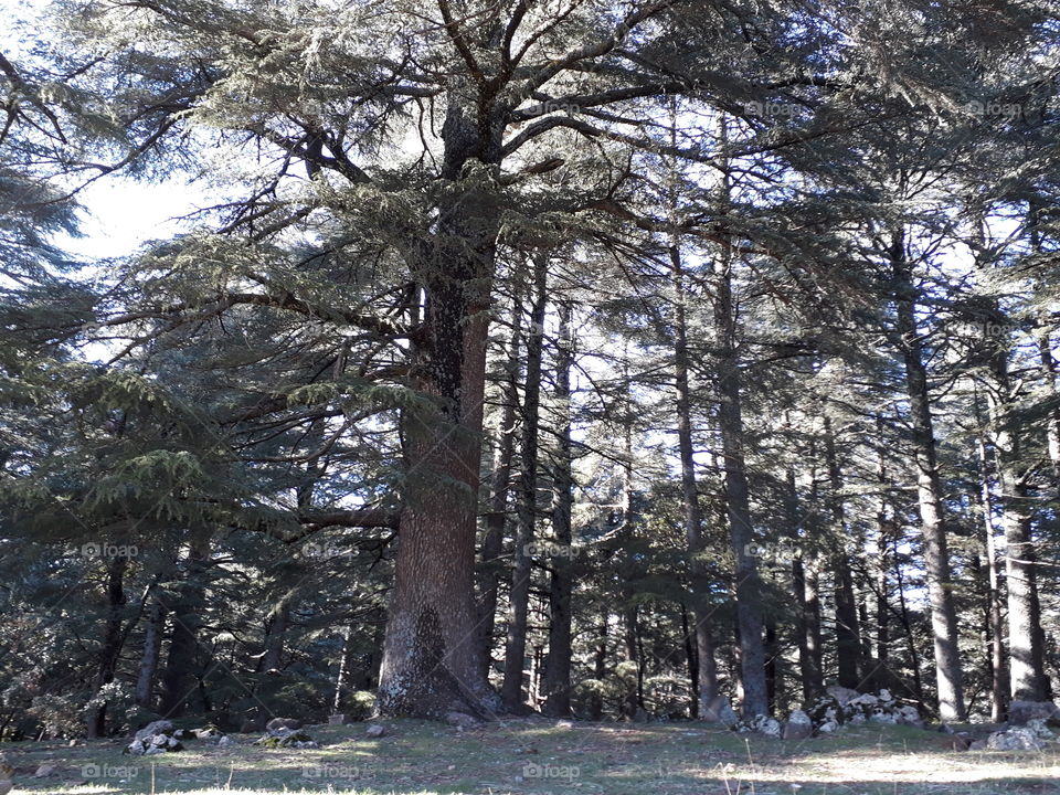 forest of cedar
