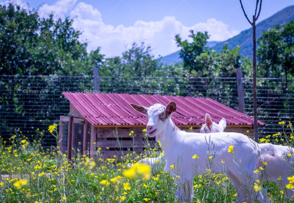 A baby goat in the meadow. 