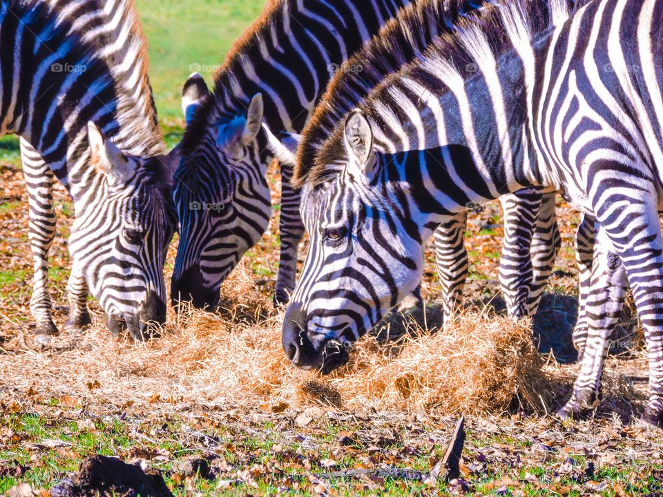 Zebra, Longleat safari park 