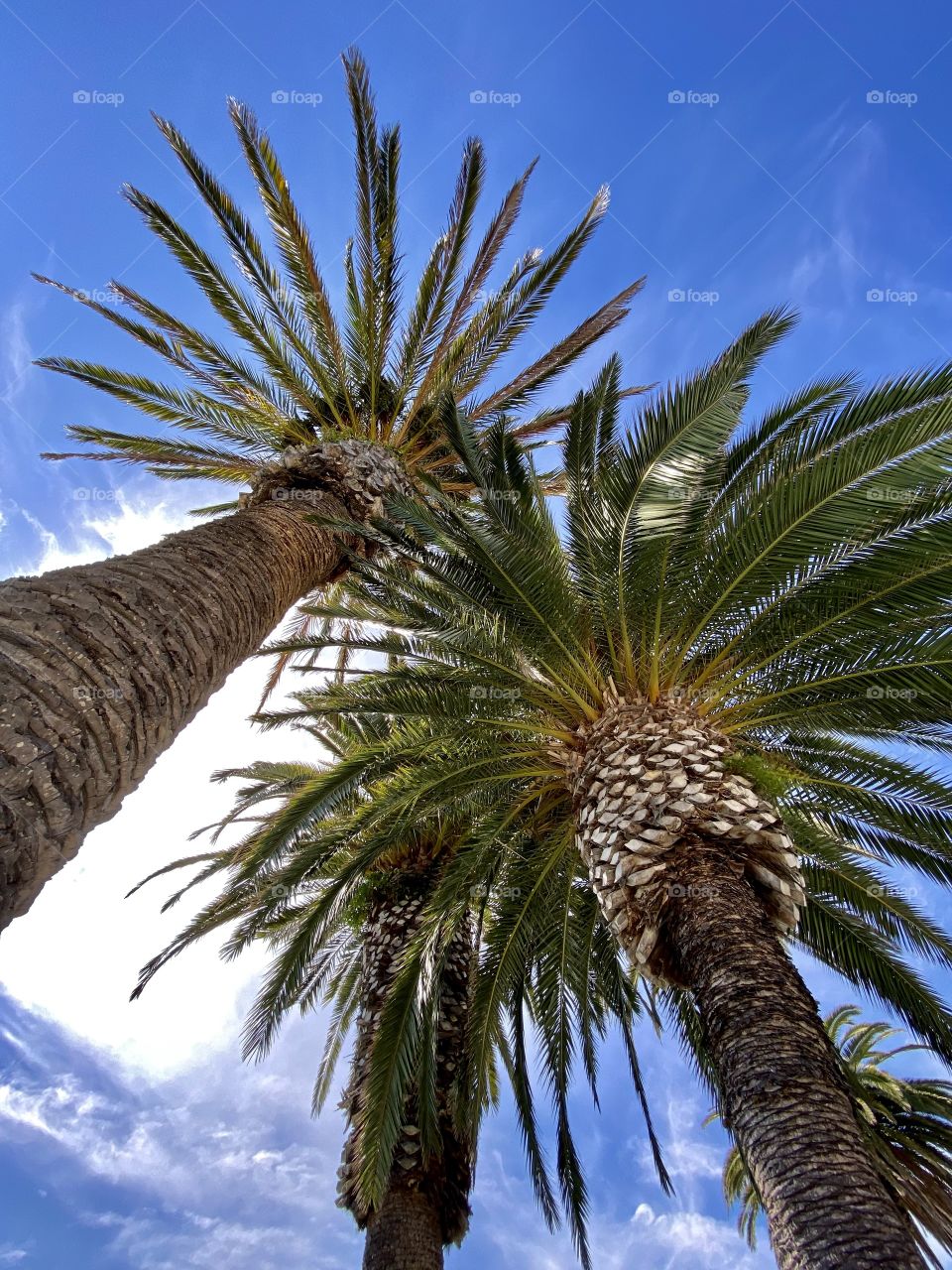 Palm trees with the sky in the background 