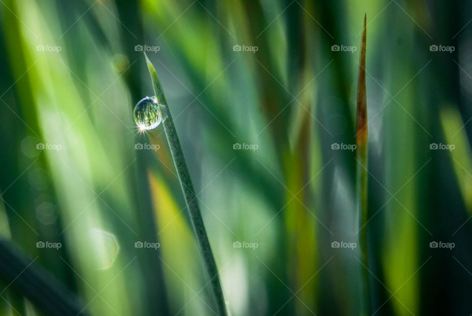 Morning dew on a blade of grass