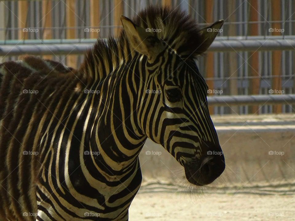 Zebra