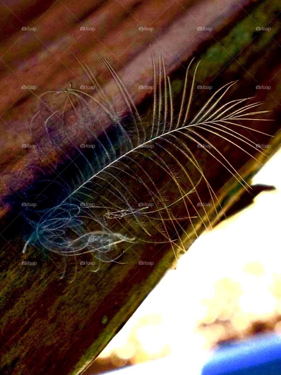 Feather