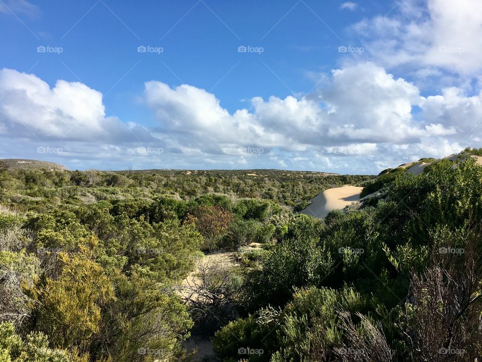 Remote, beautiful and colourful South Australian outback bush in Springtime along the coast and edging the sand dunes at Lincoln National Park on beautiful sunny day with billowing clouds, copy text space, travel nature and outdoors concept