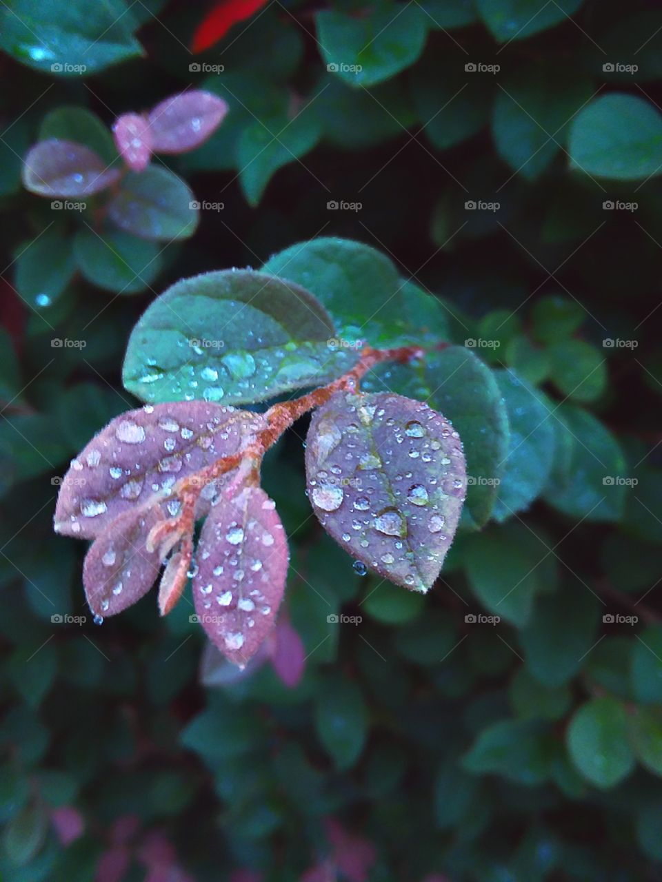 leaves covered in beautiful, crystal raindrops
