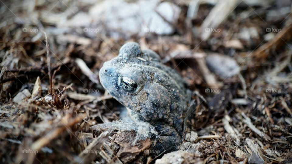 Curious toad popping his head out of the garden mulch