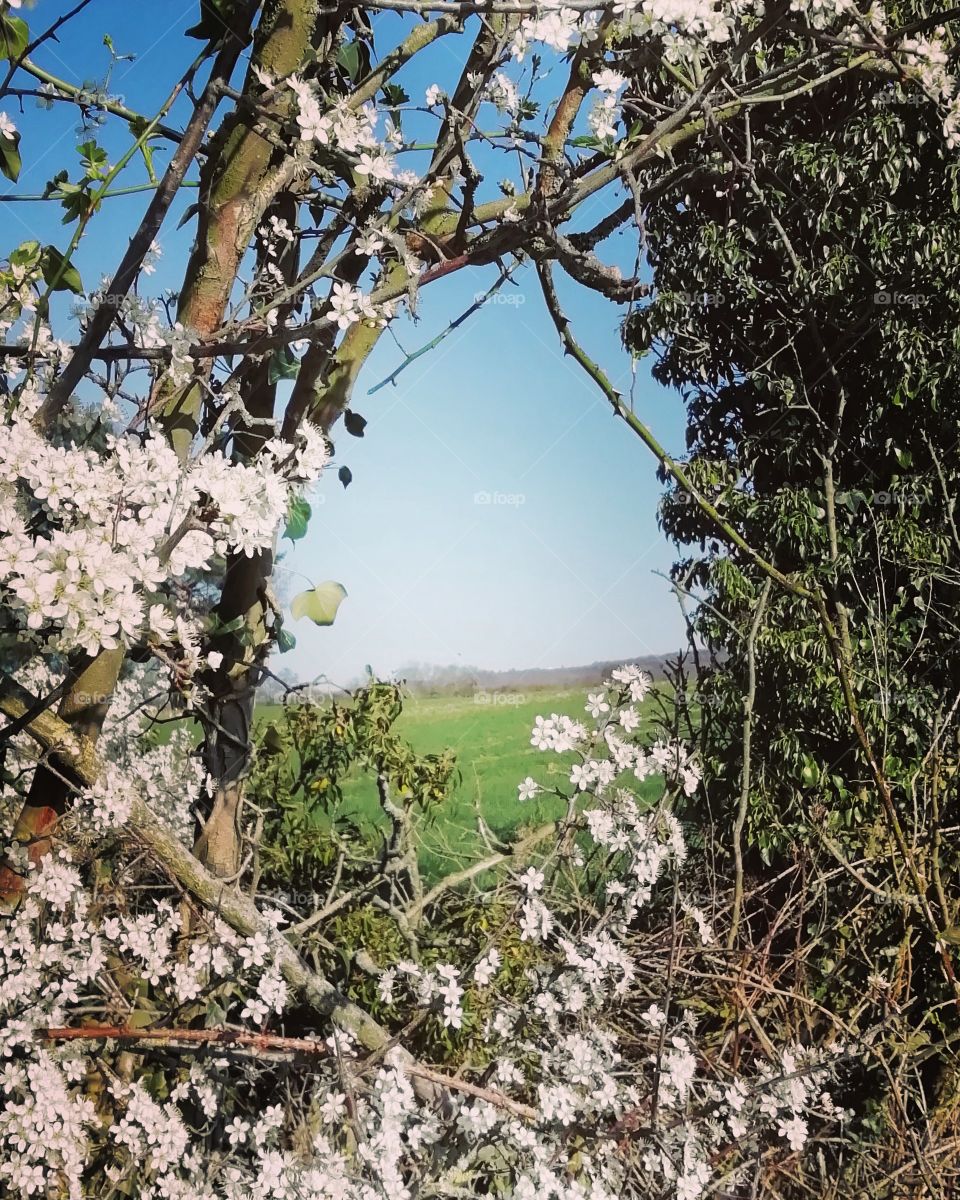 Spring landscape, Cheshire