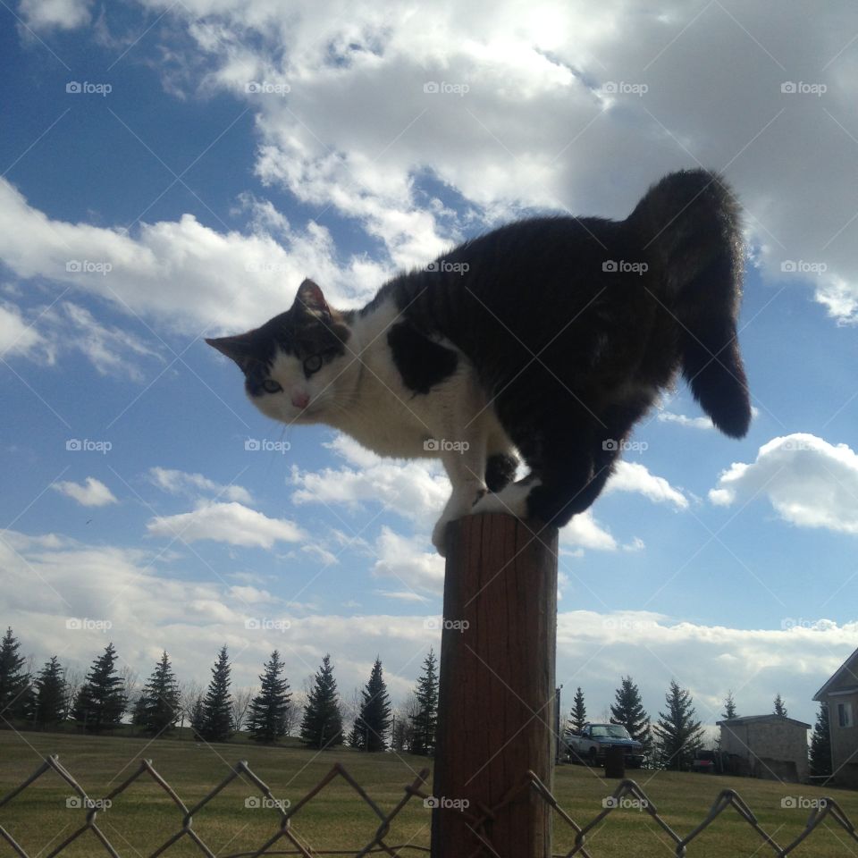 Cat climbing