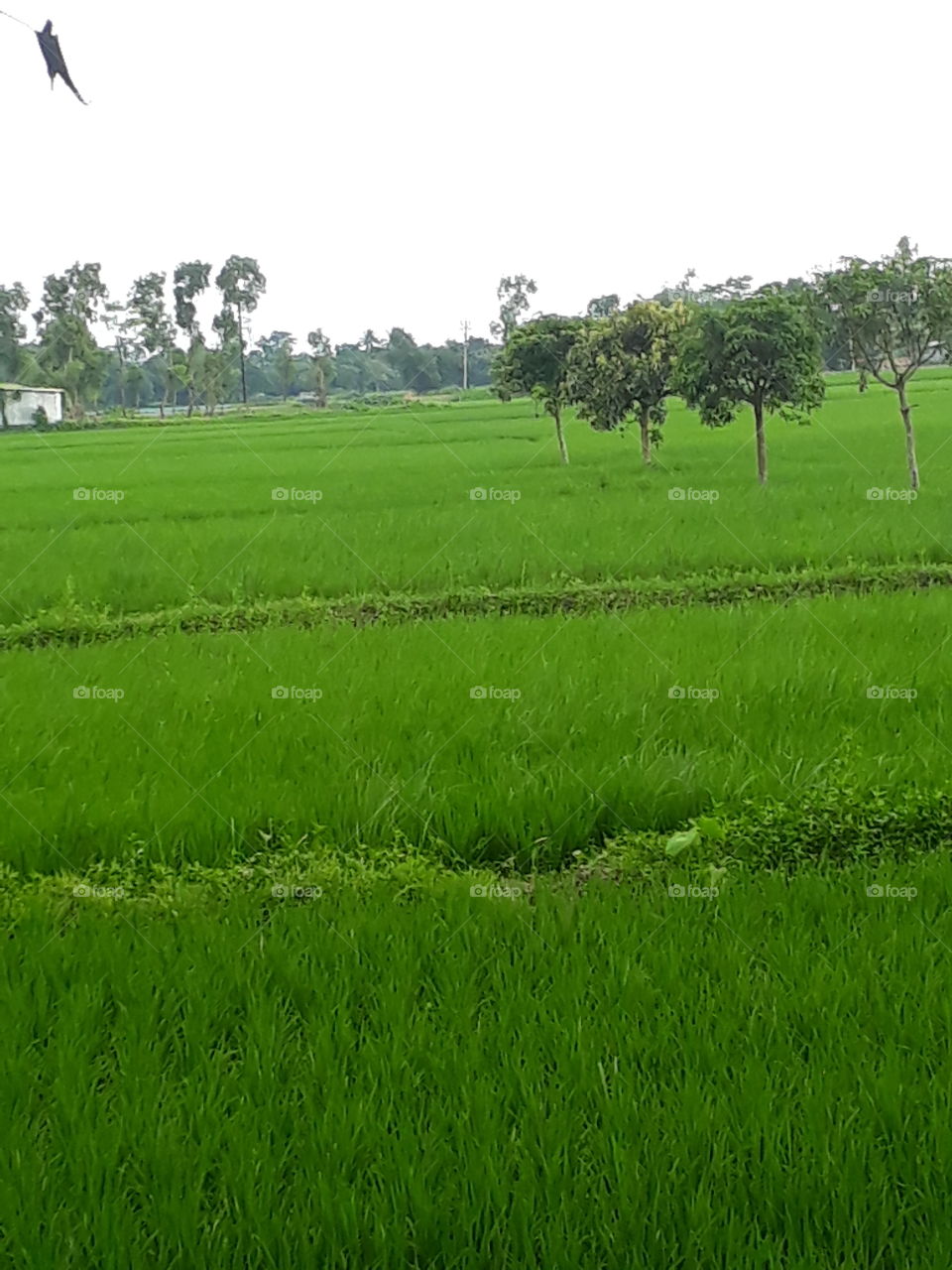 Purdy filled in Indian village