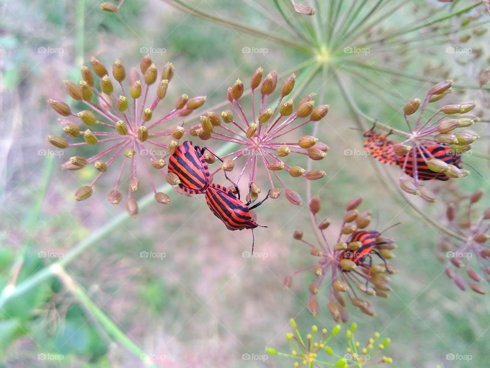 Graphosoma italicum is a species of shield bug in the family Pentatomidae, is also known as the Striped bug (or Italian striped bug) and Minstrel bug. Dill (Anethum graveolens)