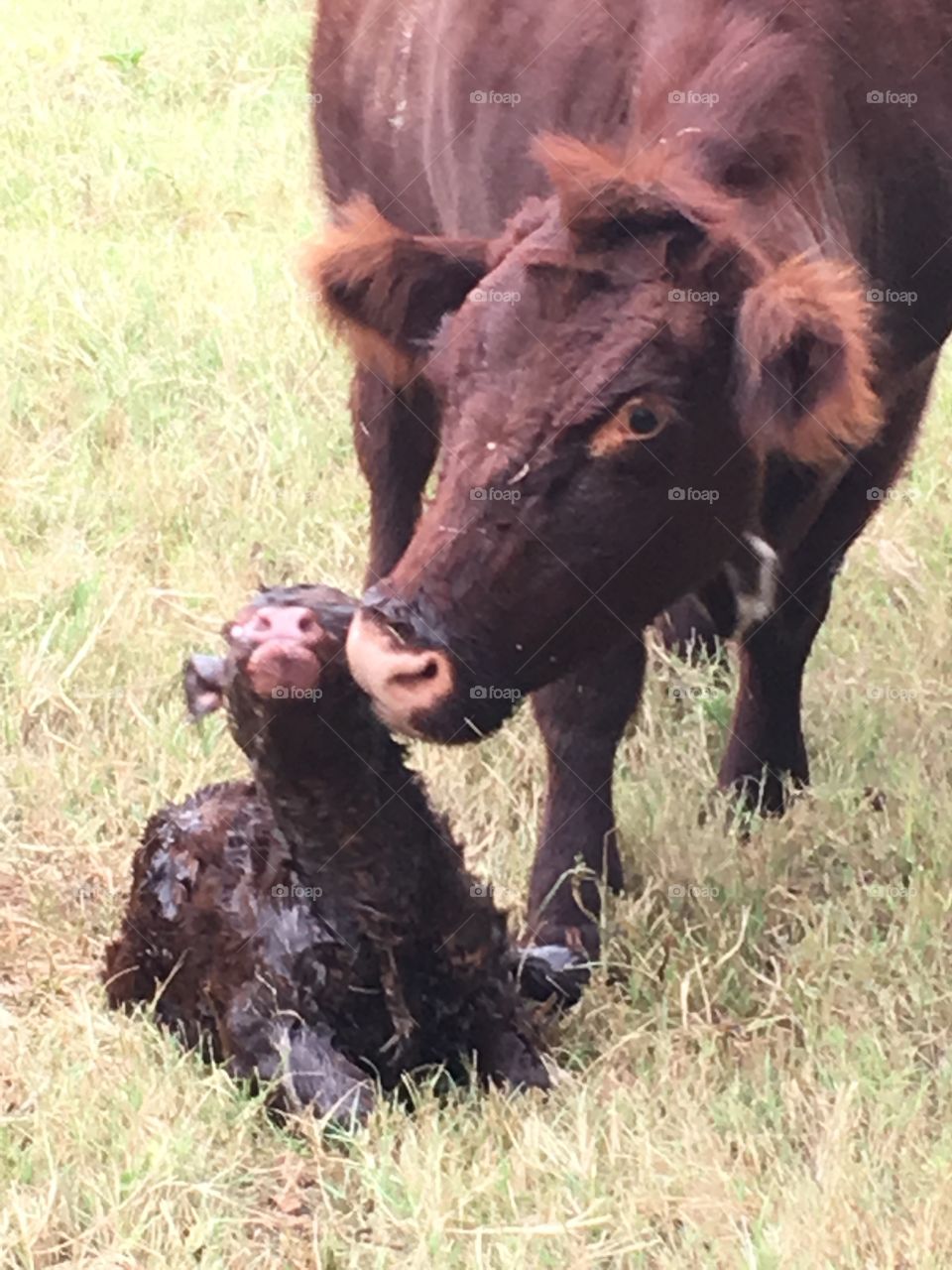 Baby shorthorn calf that was just born. 