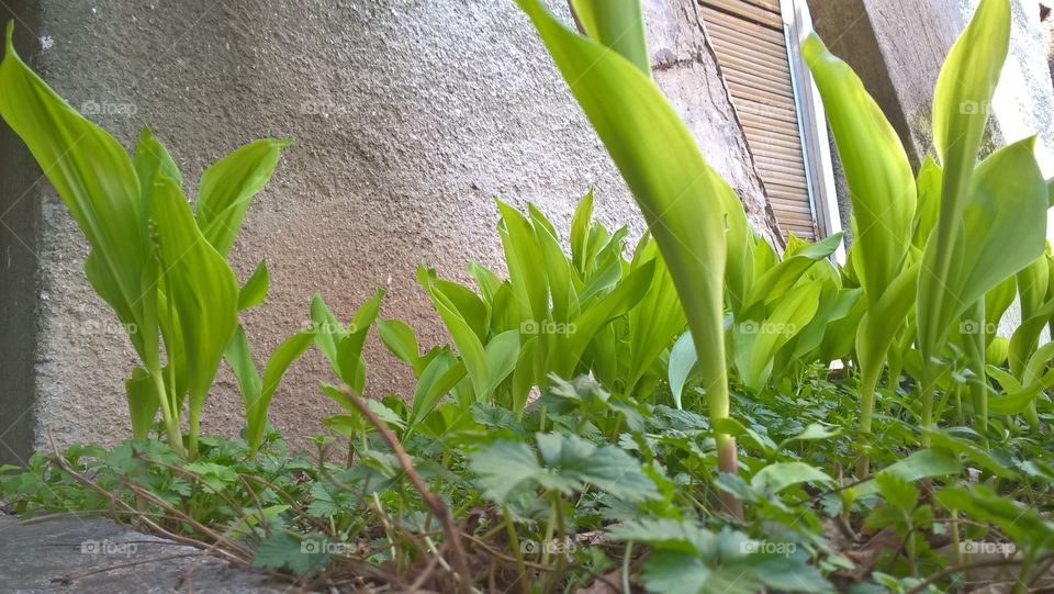 green plants