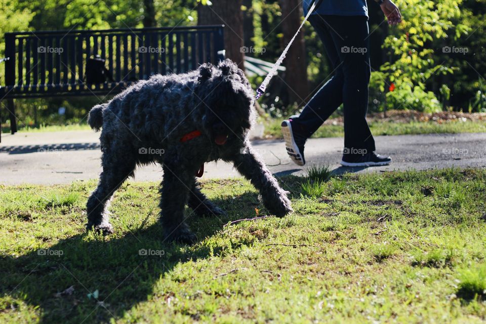 My dog and spring 