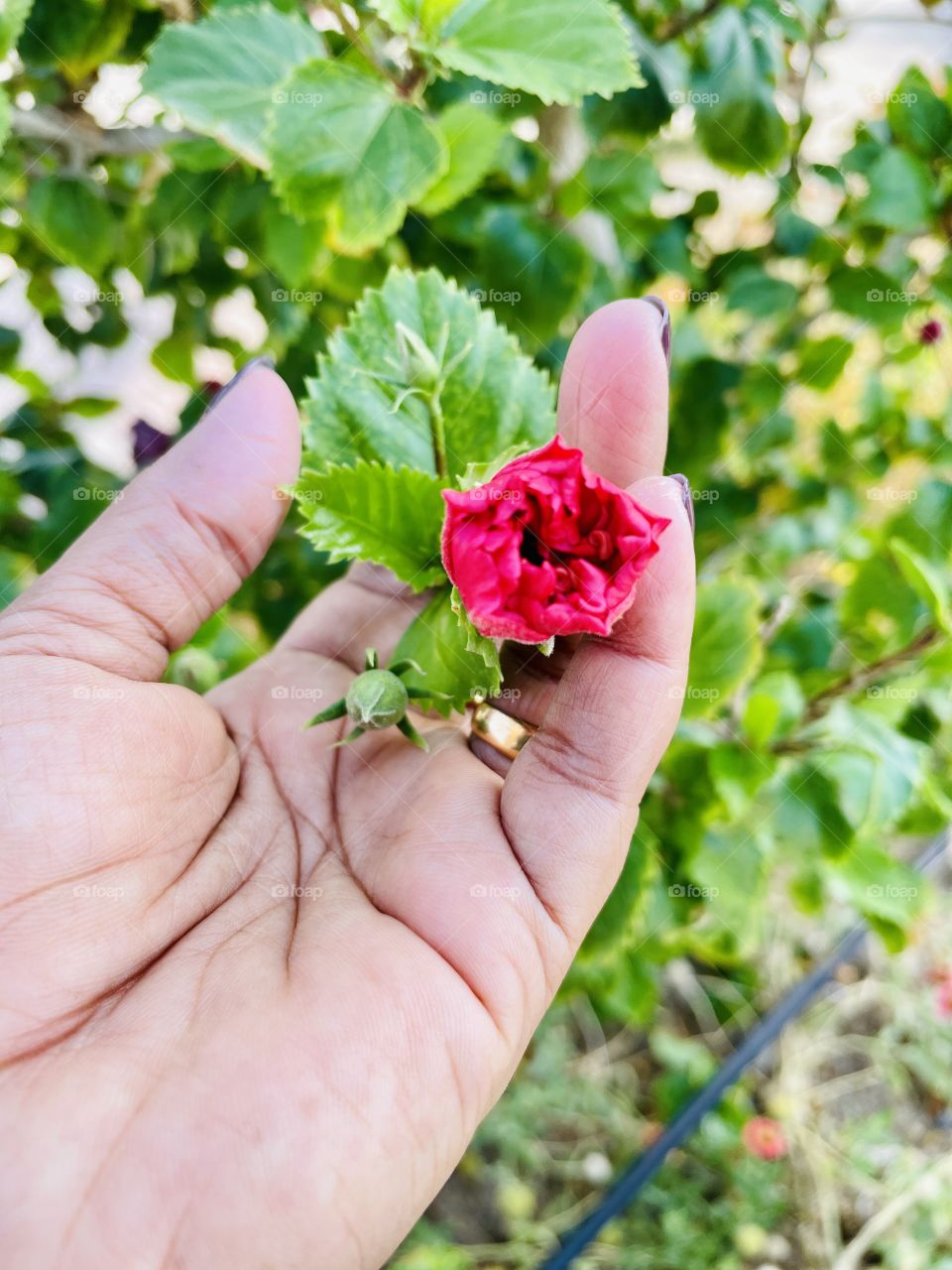 Hibiscus flower