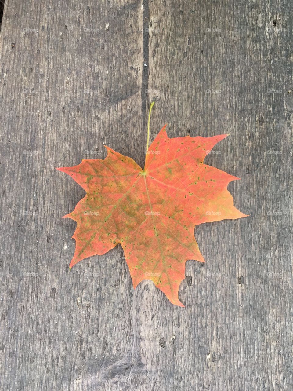Fall, Leaf, No Person, Maple, Nature