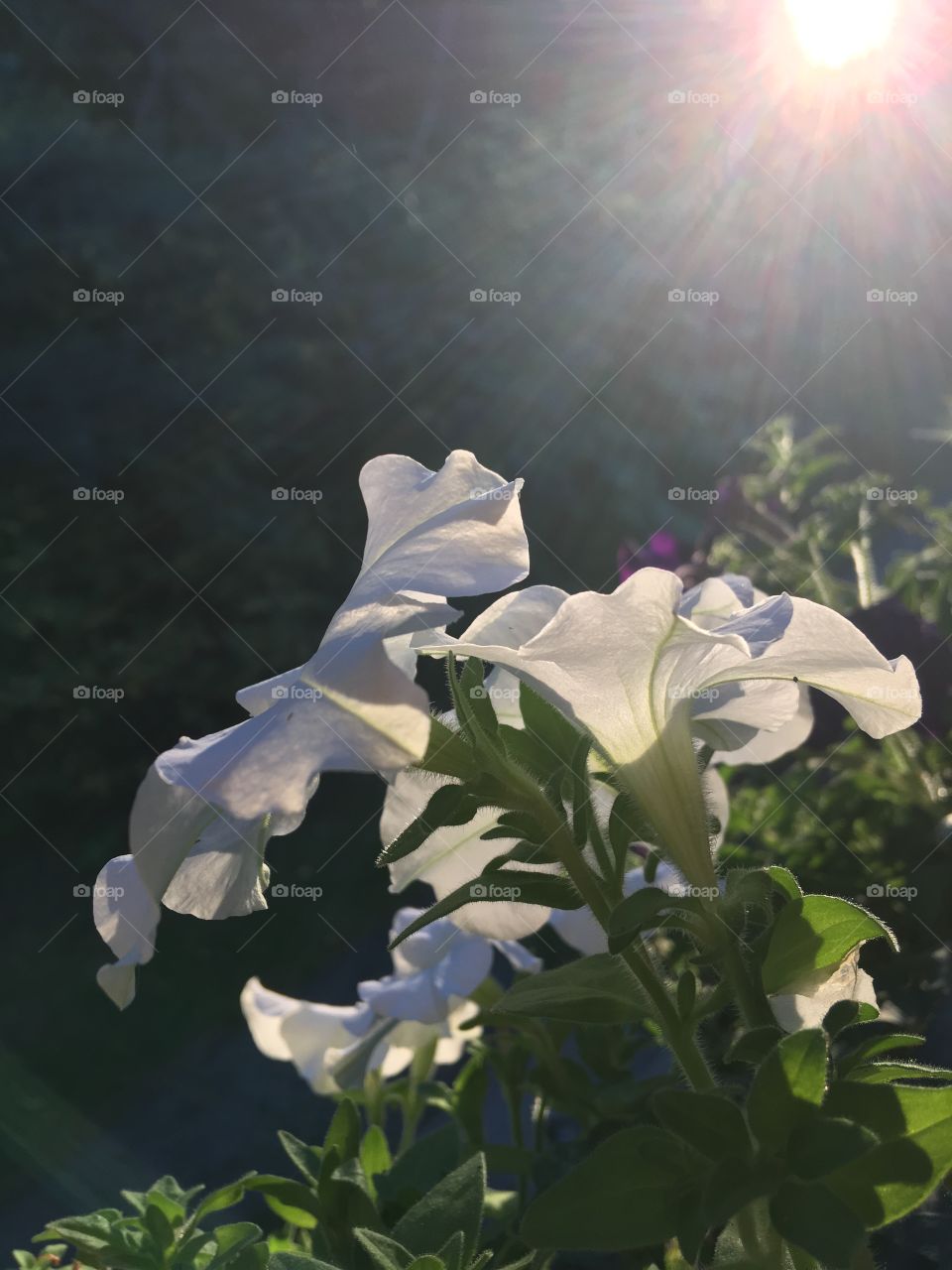 White flowers in the evening 