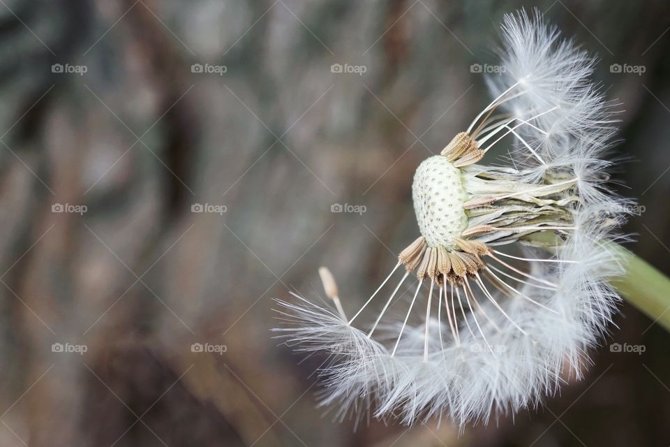 Dandelion Clock