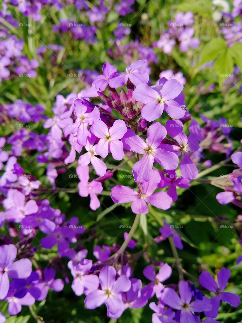 Purple flowers