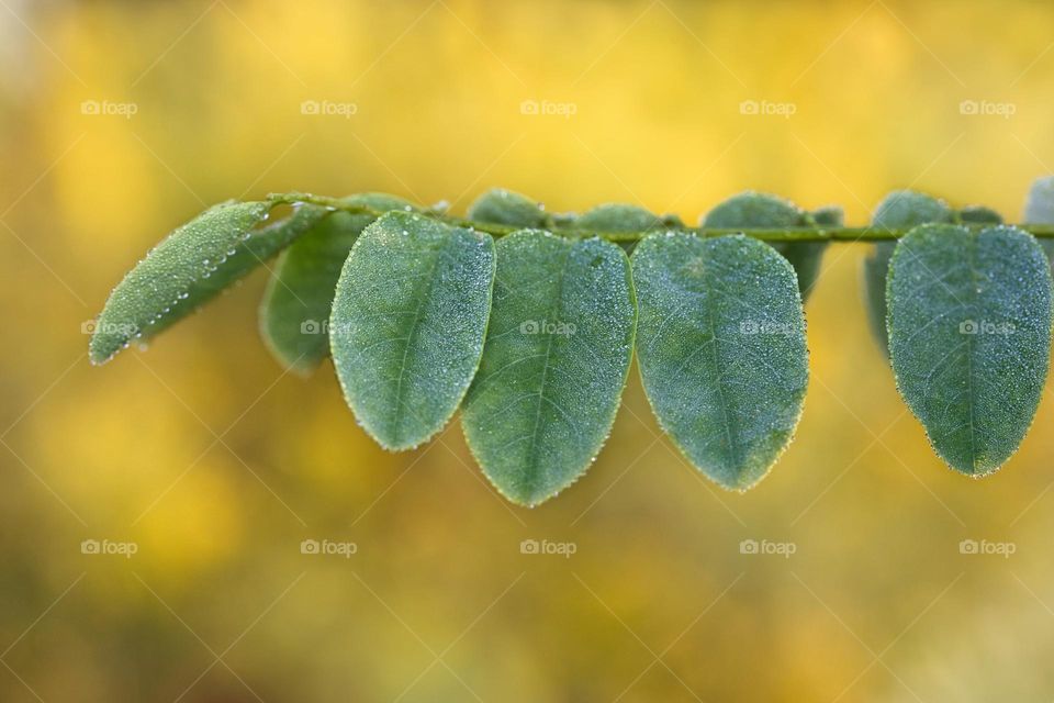 Twig with dew drops