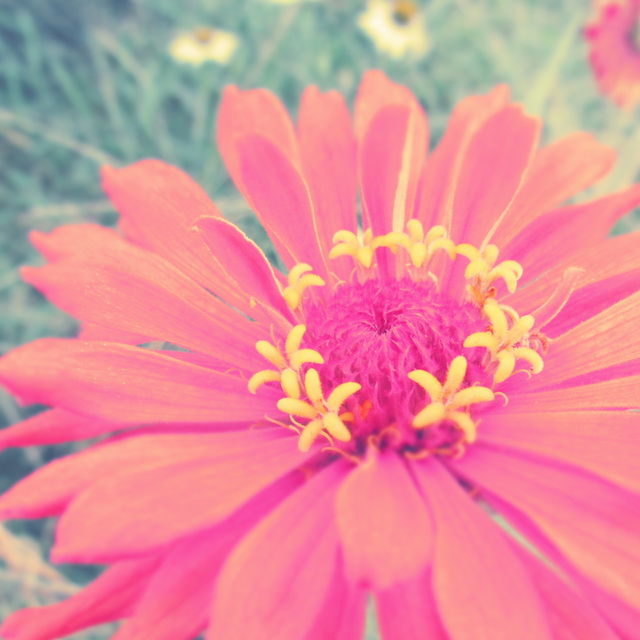 Pink flower 