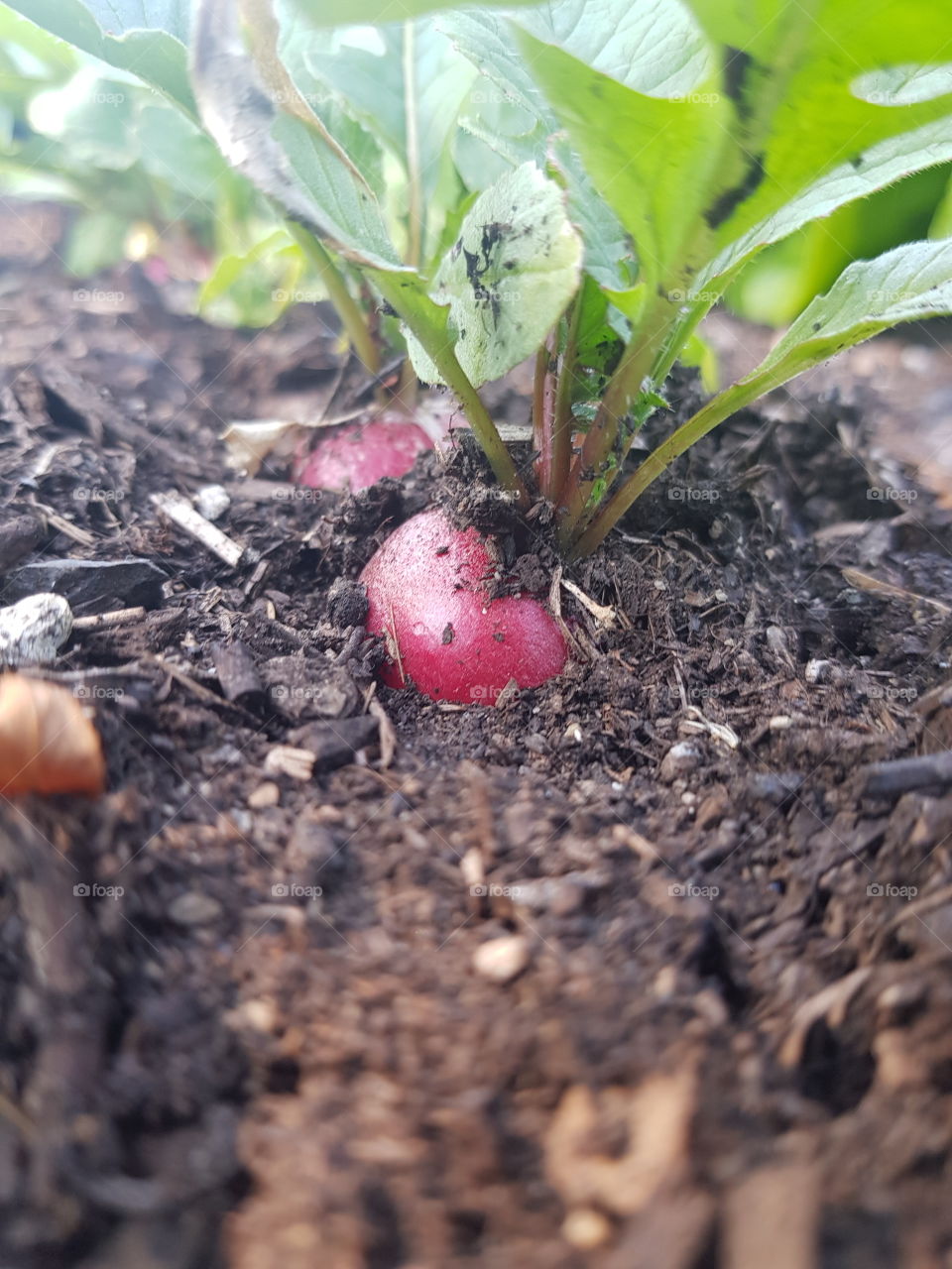 Radish