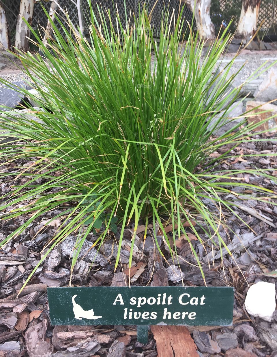 His name is Alvin.. I call him King Alvin because he rules the house 