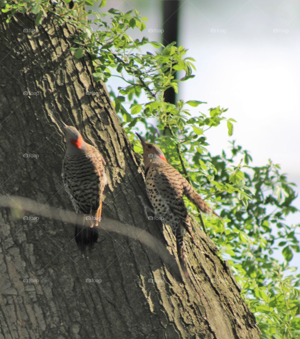 Two yellow-shafted northern flicker woodpeckers on tree in May