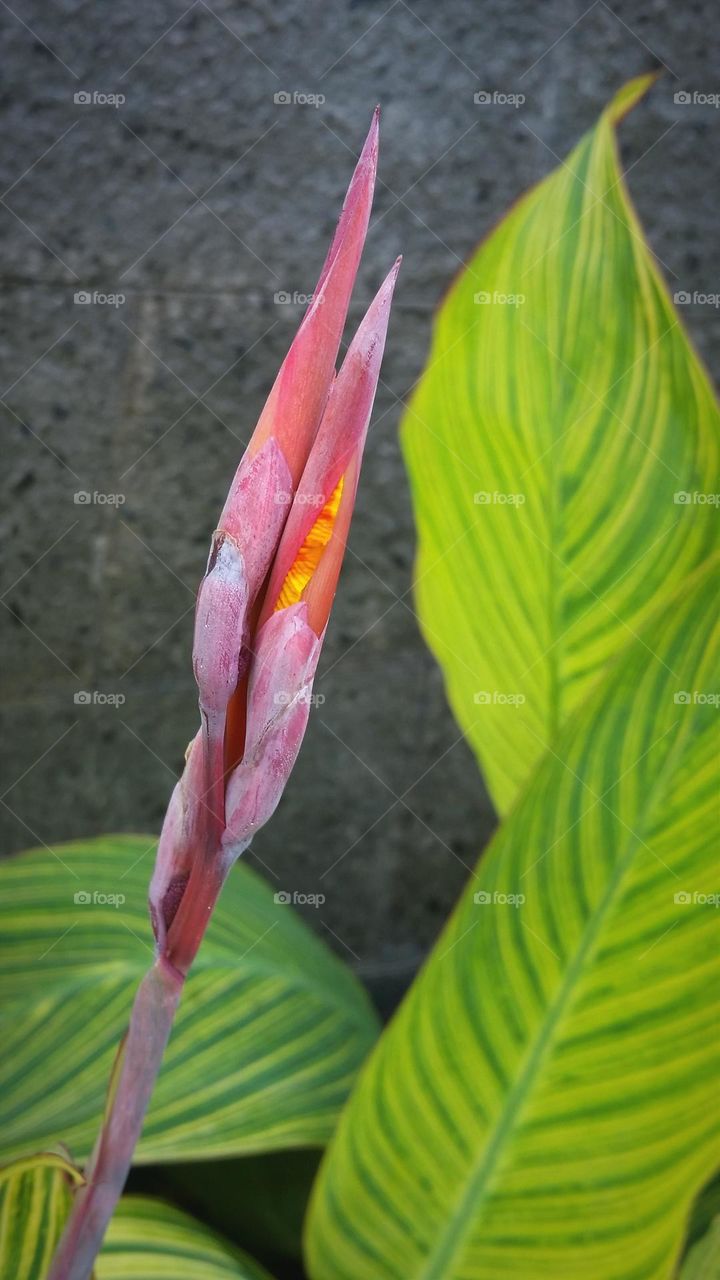 flower in blooming stage