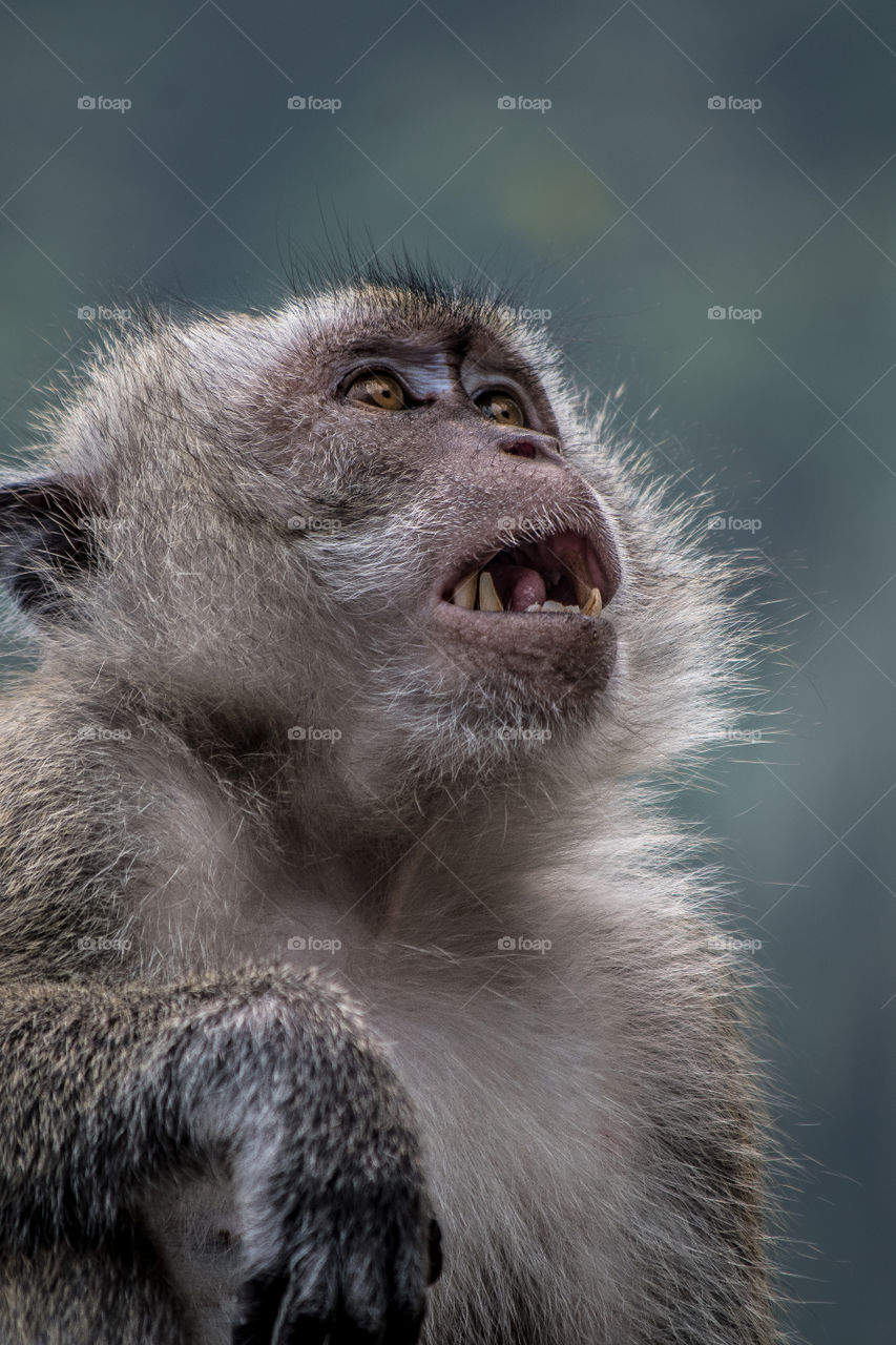 Macaque monkey screams