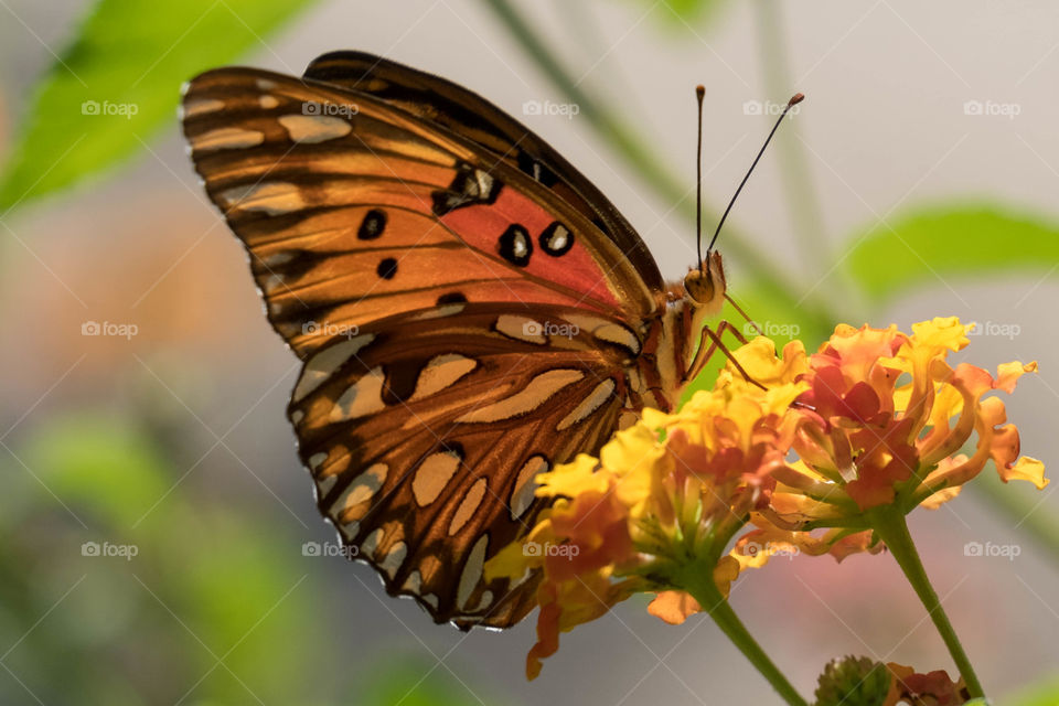 Foap, World in Macro: A gulf fritillary stops by the piedmont of North Carolina during a migratory visit in early fall  to enjoy the sweet nectar from the lantanas. 