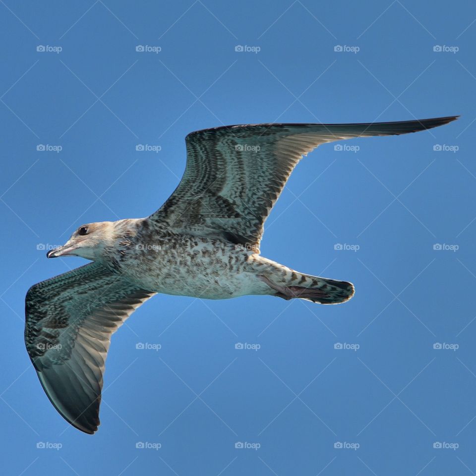 Low angle view of bird flying against blue sky