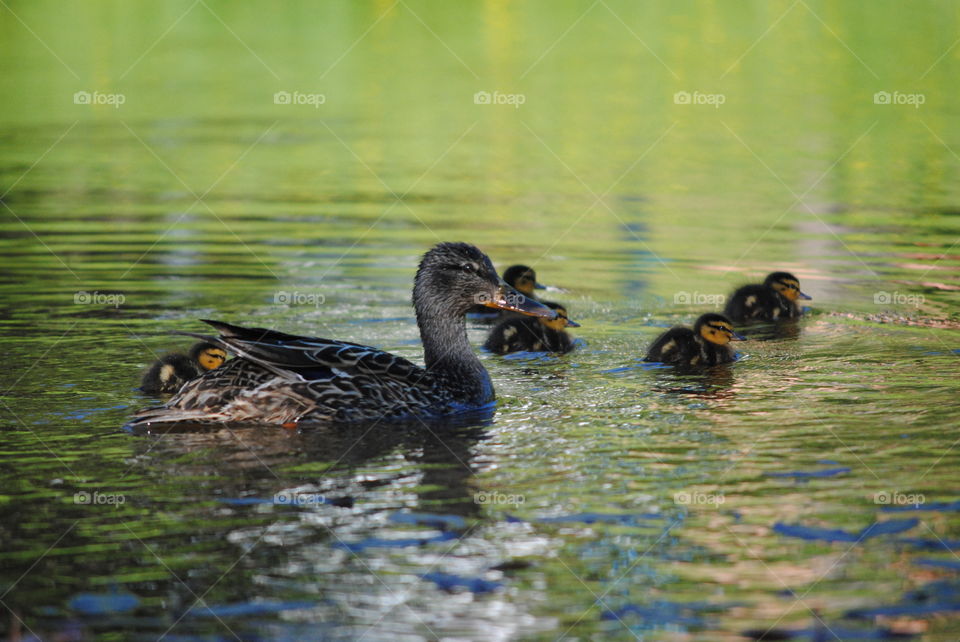 Mallard 