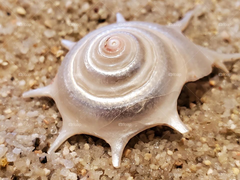 Star Shell on the Sand