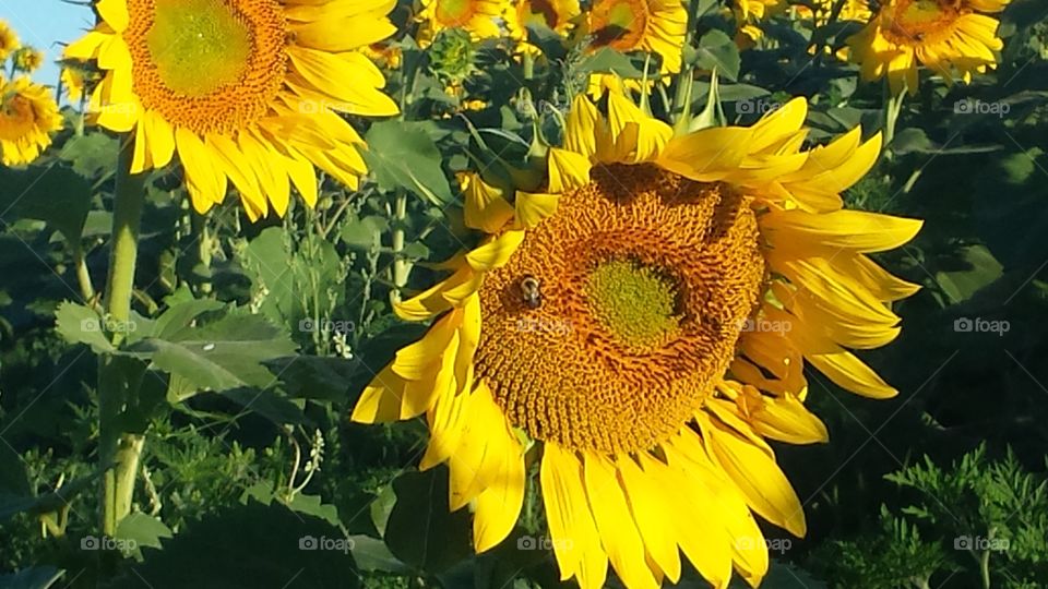 Bee on Sunflower. Pope Farm Middleton Wi
