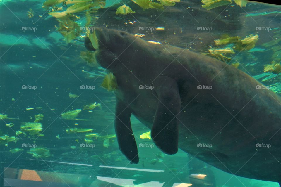 Manatees 
