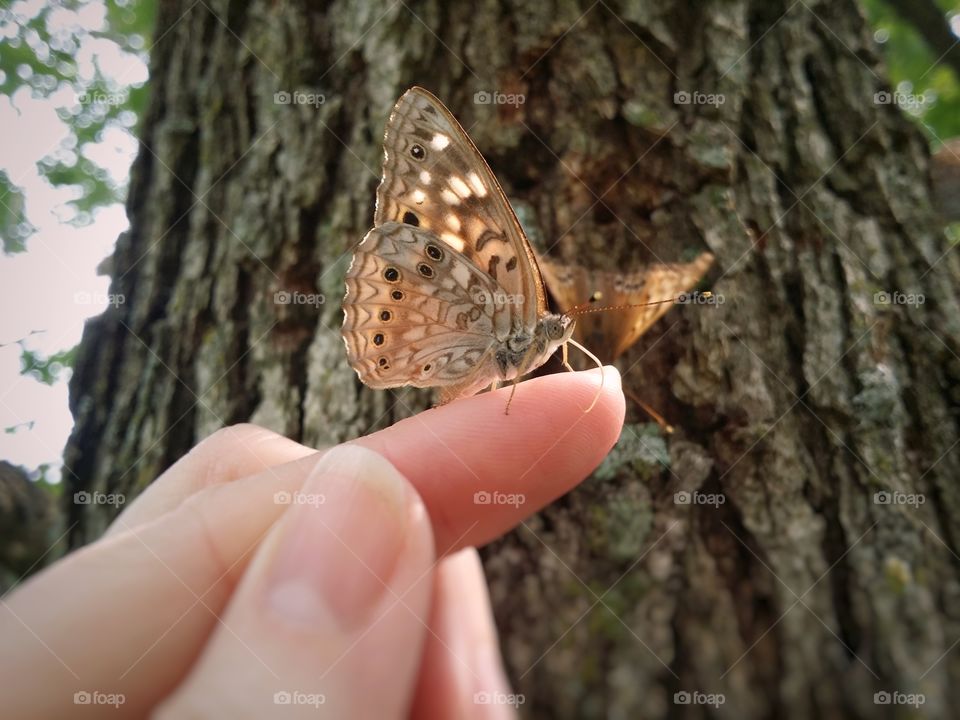 Butterfly sitting on a woman's finger