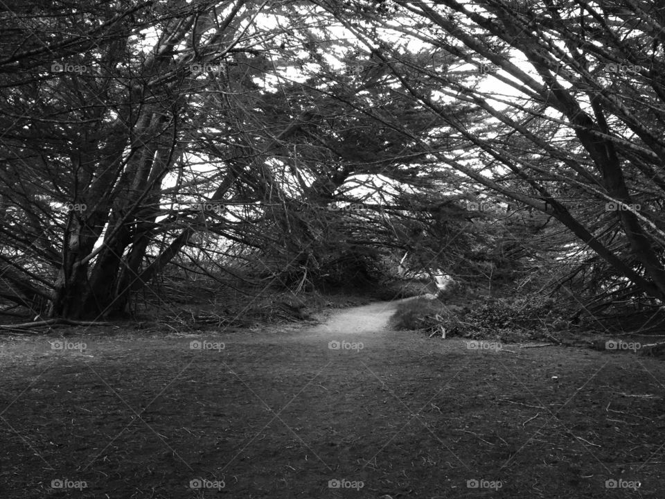 Wooded Pathway. Taken near Big Sur