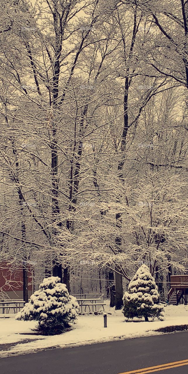 The beauty of snow that land on the trees 