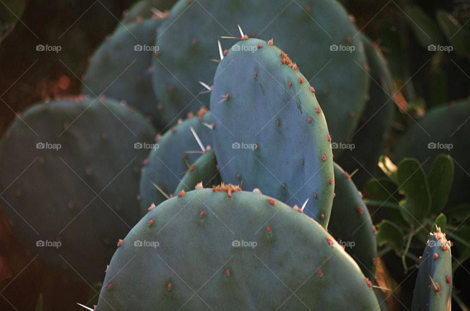 Calm Cacti