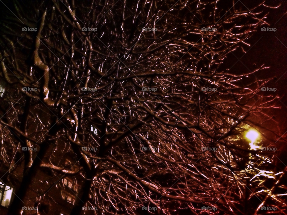 night branch snow light by tinasha