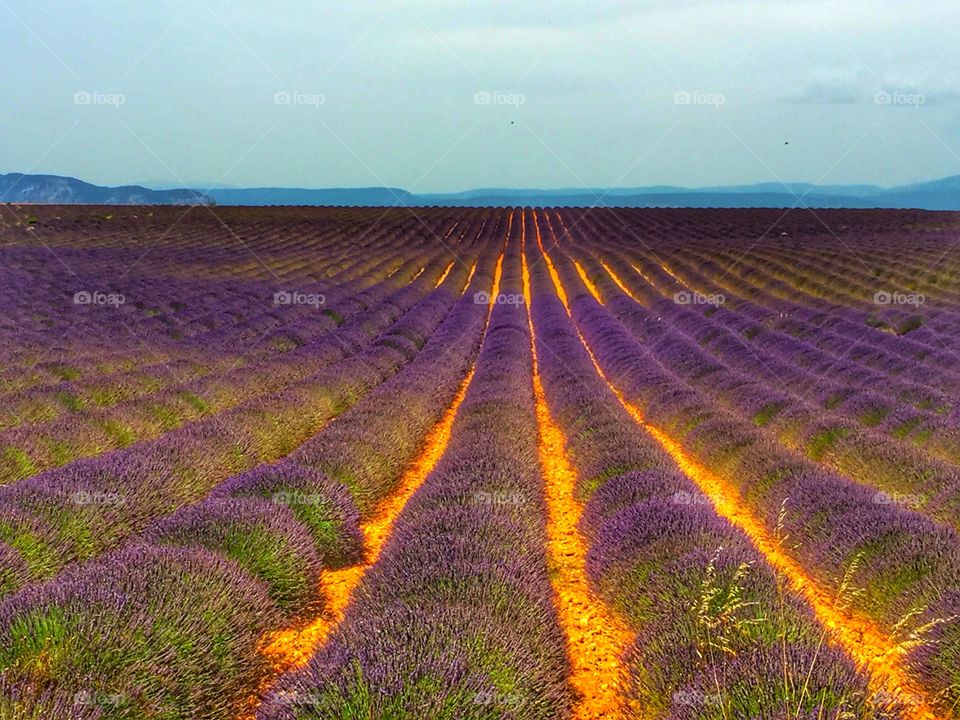 Beautiful lavender fields on a sunny afternoon on Provence France 