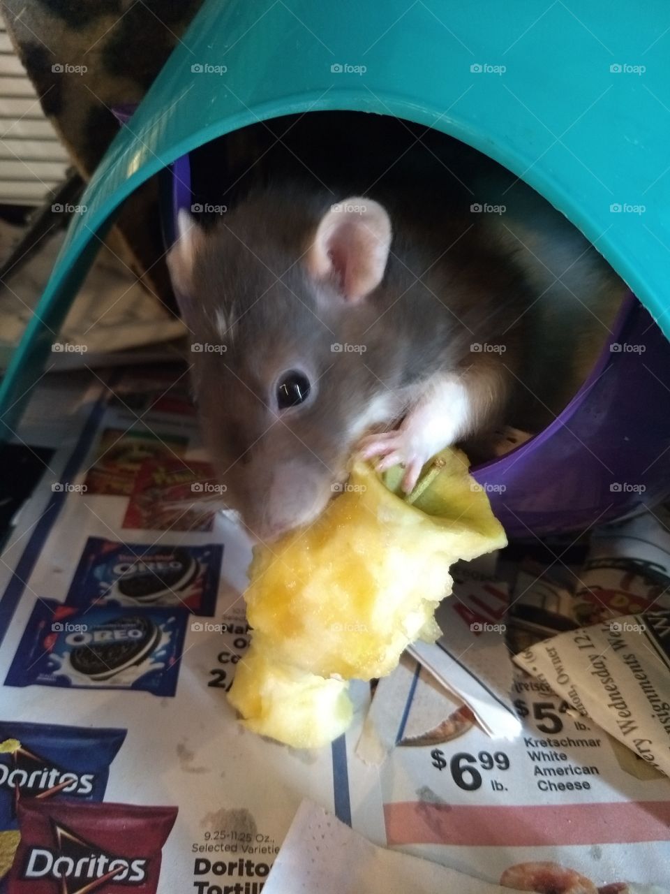Ellie, my pet rat, with a delicious apple.