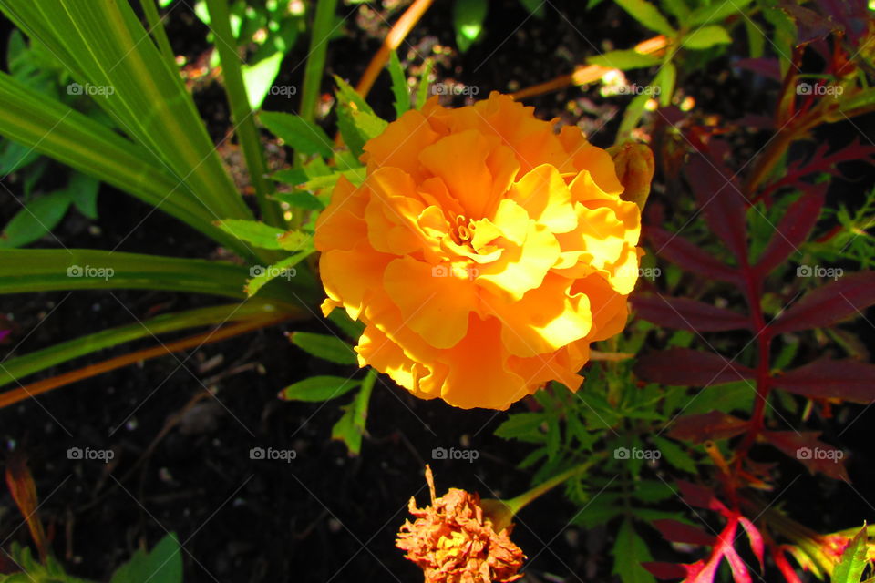 Orange flower surrounded by other plants