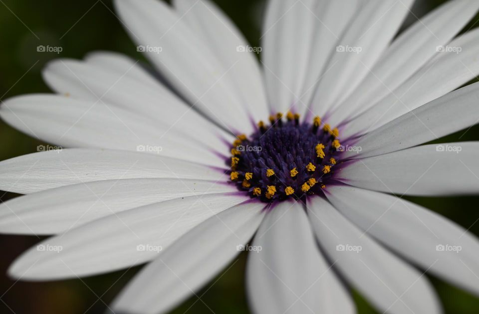 white flower