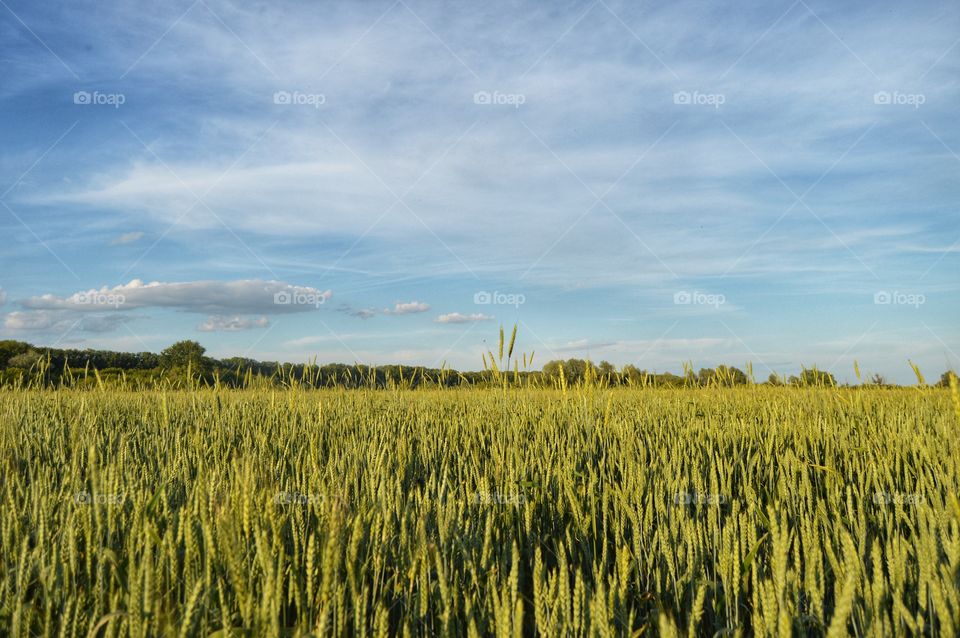 Fields of the native land. Privacy with nature. You never see that in the cities.. The fields are an amazing charge of solar and positive energy.